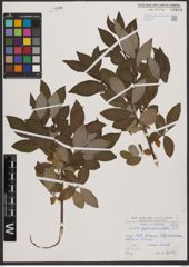 Foto von Salix appendiculata Vill.